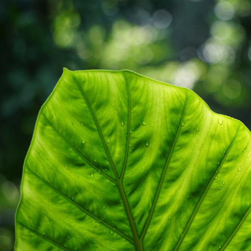 Nature sound effects + natural soundscapes for peaceful relaxation | Part of the @signalalchemy family of artists | nature@signalalchemy.com