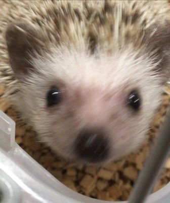 HedgehogMonaka Profile Picture