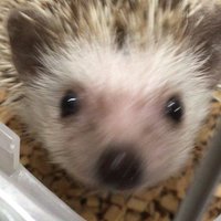 monaka the hedgehog(@HedgehogMonaka) 's Twitter Profile Photo