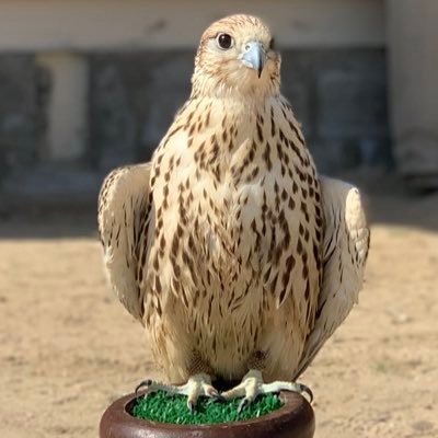 AlAlsehaib's profile picture. ؛ - كلن تبع ، شفه و لو كان غادي ̮ ֆء