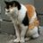 sinpei11's profile image