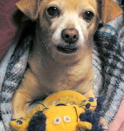 BooFixItFish's profile picture. Rescued from Denver's 'Mean Streets' tnks to MaxFund.Org (A True No-Kill Shelter) ~ My Dad is @FixItFish - I'm his best buddy ~ I have a lot of Cousins too!