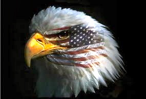 privatepatriot's profile picture. I am passionate about Information Technology