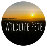 Wildlife Pete(@WildlifePete) 's Twitter Profile Photo