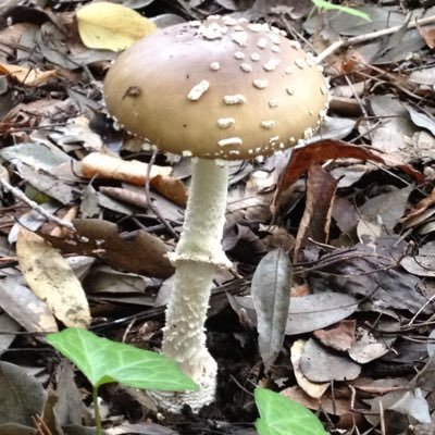 minazou33's profile picture. 人生・生き直し中。旅とドイツサッカーとキノコと川が好きです。