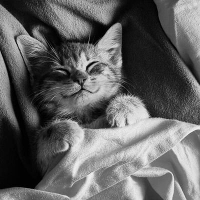 dunia_ngerant's profile picture. 