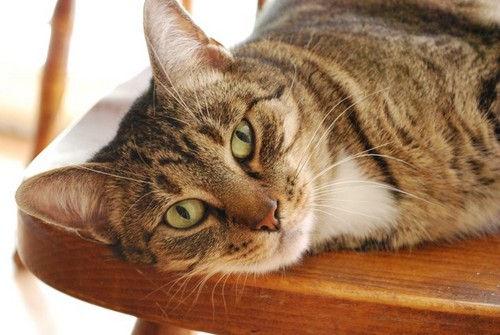 fanformickey's profile picture. I am a huge Disney fan, scrapbooker,and I love entering sweepstakes.