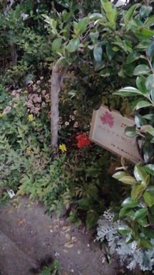 M0TH67I8PCorXjy's profile picture. ゲロ花