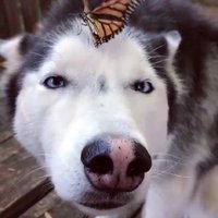 Bibichepipoune (@bibichezebra) 's Twitter Profile