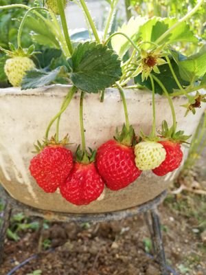 純烈💜❤️🧡💚大好き💕
演歌男子も風輪も大好き💕
自然🌿お花🌹果物🍓🍇が大好き🥰
パステル画や洋服作りは楽しい♫

調味料や食材は安心安全なものが
嬉しい🥰

スマホは目を守りながら…ぼちぼちと😊