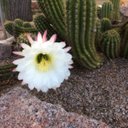 GraceBridges - @GraceBridgesAP - Twitter