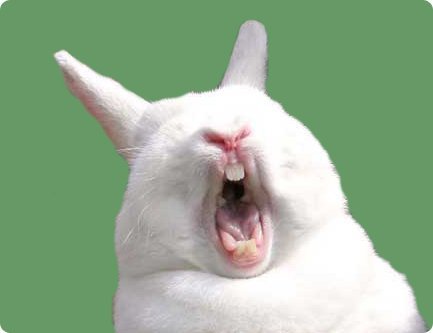 Singing_Rabbit.jpg