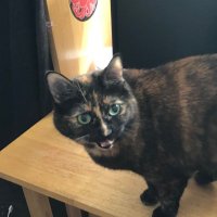 big fat wuss puss(@Barbarawr) 's Twitter Profile Photo