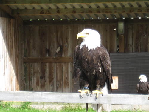 franciscourea's profile picture. 