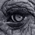 HIBAELEPHANT's profile picture. How I Became An Elephant documentary.   Because Elephants need Heroes.
