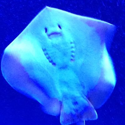 趣味: プログラミング、イベント企画、合気道、ゲーム、個人開発でカレンダーアプリ運用中、藤田麻衣子さんのファンです。