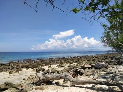 JovyD1's profile picture. JovyD1