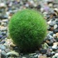 MMARIMO0o's profile picture. KUB4
ﾆｬｰﾝ