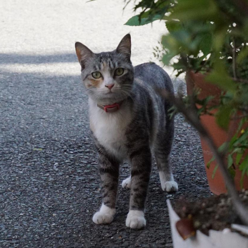 猫に小判さんのプロフィール画像