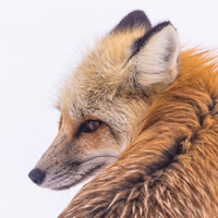 Slow Fox(@SlowFox71) 's Twitter Profile Photo