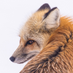 Slow Fox (@slowfox71) Twitter profile photo Slow Fox (@slowfox71) Twitter profile photo