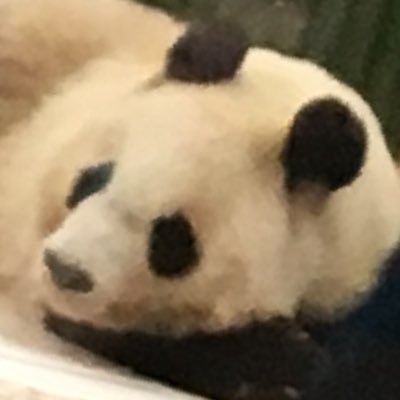465_panda Profile Picture