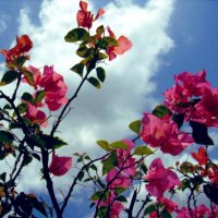 しい (@shii_taiga) 's Twitter Profile Photo