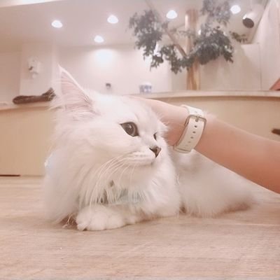 _rei_to's profile picture. (20↑)好きな人を追っかける🐶
お取引も行います。仙台