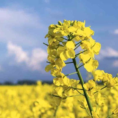 Brassica specialized metabolism in response to (a)biotic stress. AgrocampusOuest, @INRAE_Intl, @UMR_IGEPP, (lover of plants functional metabolics & genomics)