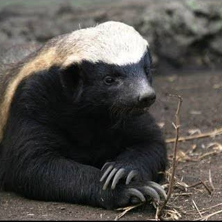 twEYEtter's profile picture. observer