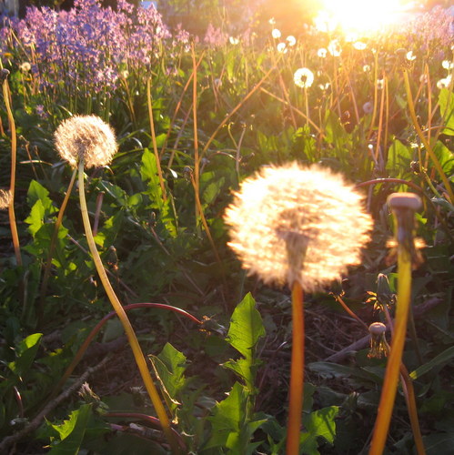 Mswhitneysclass's profile picture. I teach ESL writing at a community college. Please check out our student writing blog and post comments if you visit. Thanks!