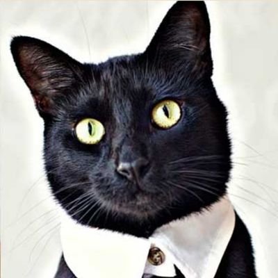 MordomoG's profile picture. Mordomo e gato
Namaste