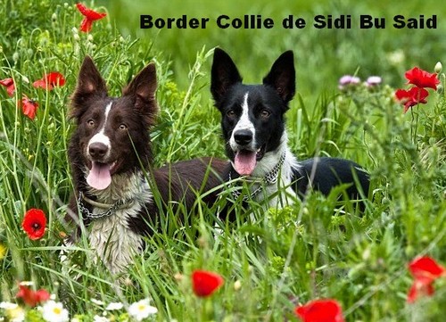 miperro10dogten's profile picture. Agility, adiestramiento canino y residencia