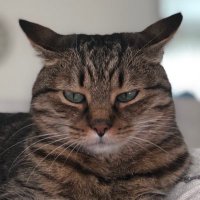 dante alice (@memeterman) 's Twitter Profile