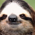 gigolosloth(@gigolosloth) 's Twitter Profileg