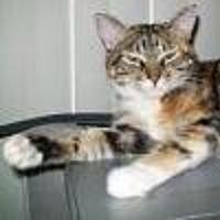 AdriaAnnaAnna (@adria_the_cat) 's Twitter Profile Photo AdriaAnnaAnna (@adria_the_cat) 's Twitter Profile Photo