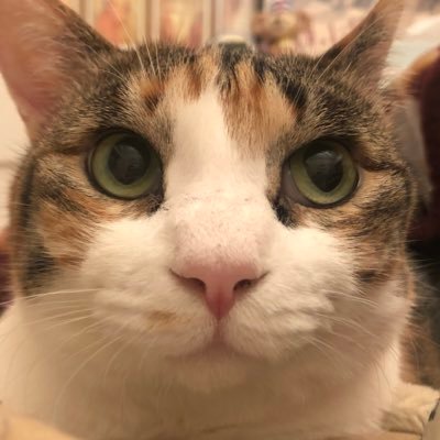 小歌さんのプロフィール画像