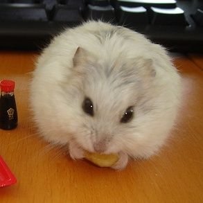 Im a hamster trying to make a change in this world... send me snacks & treasure