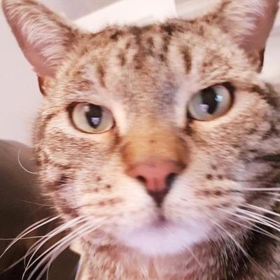 Just_Will_I_am's profile picture. Hates #brexit dingbats, not keen on Conservatives either. Likes racing and tuna. meow PERSONAL PROFILE views are mine!