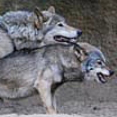 mooseMelb's profile picture. 