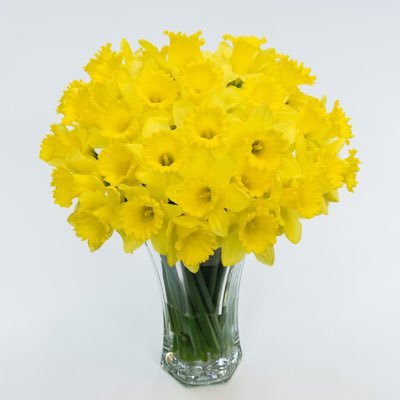 TendingMyDaffos's profile picture. I tend daffodils. Schucumooku.