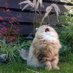 Gizmo 🐈 (@edwards_gizmo) Twitter profile photo Gizmo 🐈 (@edwards_gizmo) Twitter profile photo