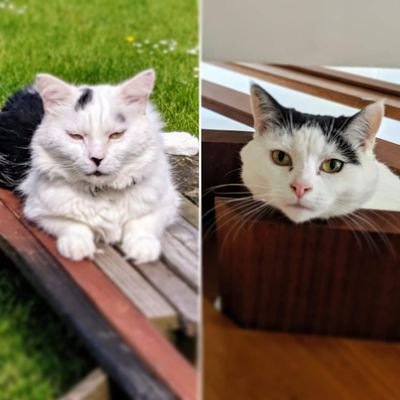 We are three rehomed cats, Howie is a nervous middle aged boy who tolerates the antics of lively young girl called Burnie and Benji is a playful, gentle boy.