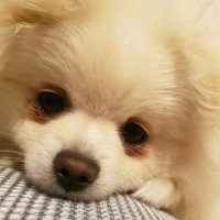 カルマ (@ffc2oftzoo8cmwn) Twitter profile photo