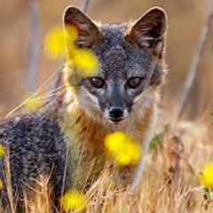 Yoyo75's profile picture. Retired MWF military vet, Blue; Tell your dog I said “Hi” - JoeB, probably