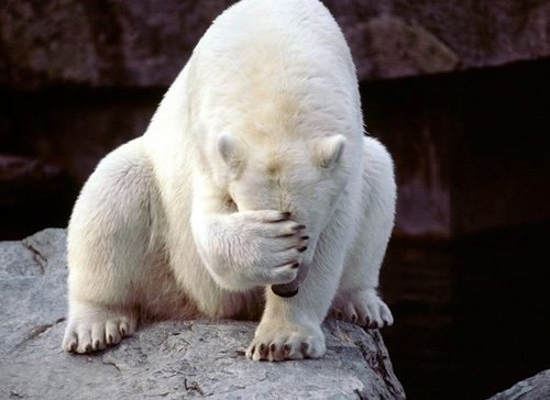 ttipdrahcir's profile picture. 