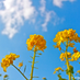 Blooming Time (@letwaittw) Twitter profile photo Blooming Time (@letwaittw) Twitter profile photo