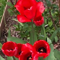 lori gast (@lorigast2) 's Twitter Profile