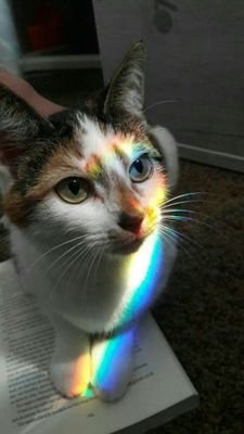 Goodbye_1998's profile picture. Cherykue