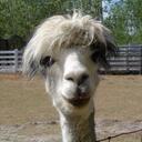 Laurel Wheeler - @suchaleo - Twitter